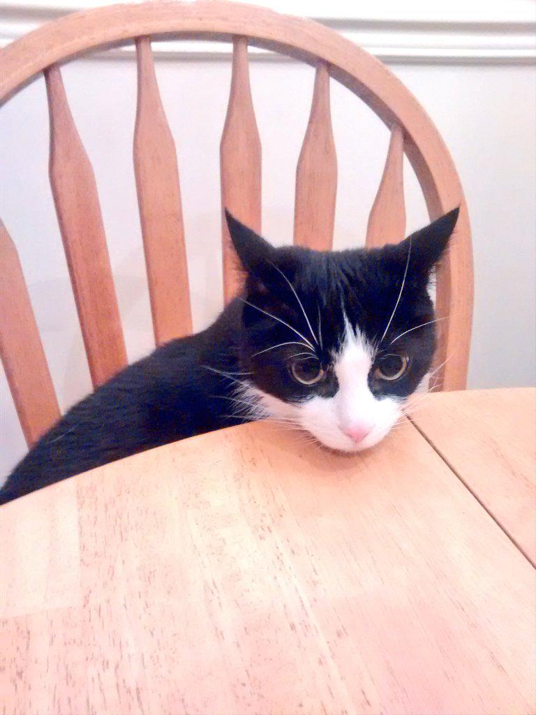 MeowBond's tweet photo. This food is for me, right!? #tummylove #delicious #feedmemore http://t.co/bKihSMllUN