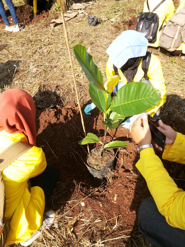 SoslingFMIPAUI's tweet photo. Penanaman 1000 Pohon dalam rangka Hari Hutan Internasional di Boulevard UI :) http://t.co/aZL9d8kGyS
