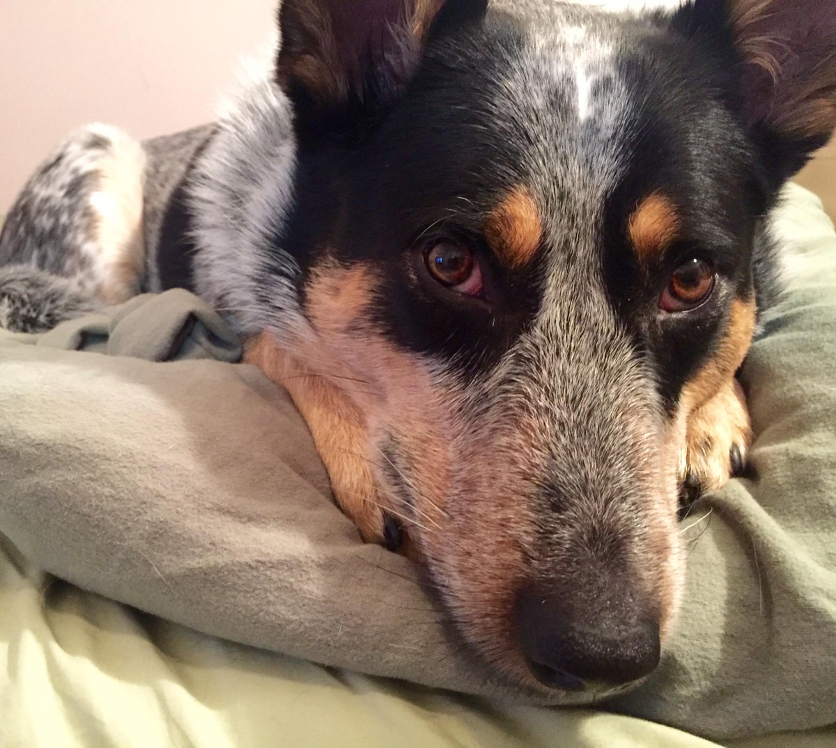 Bj Nemeth On Twitter Now Briscomutt Is On My Bed Watching Over