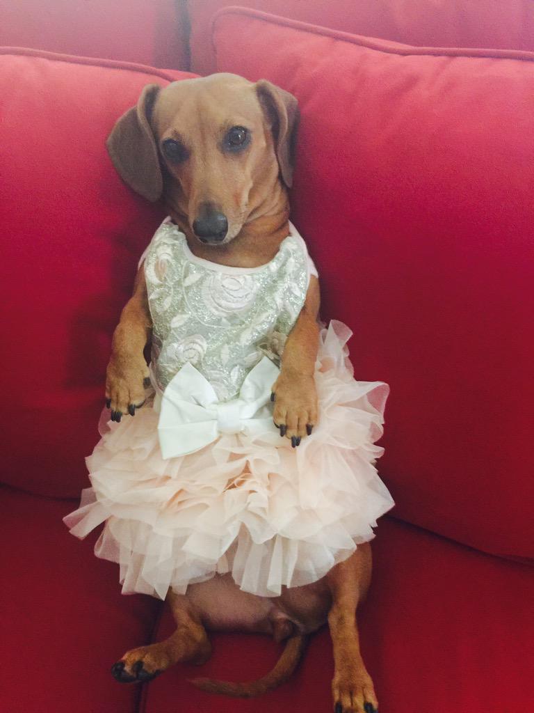 whoismranderson's tweet image. Thank you @PetPure for helping make my dogs teeth easier to clean. Frankie loved it. @WDN_Movie @Blu_PR