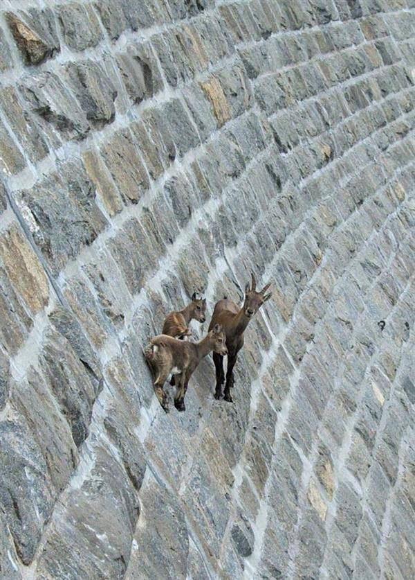 Dylanlarkin39's tweet photo. “@NoChillPosts: WHEN PEOPLE WAITING ON YOUR DOWNFALL BUT YOURE THE GOAT http://t.co/p90jGyiQJW” @justinselman10