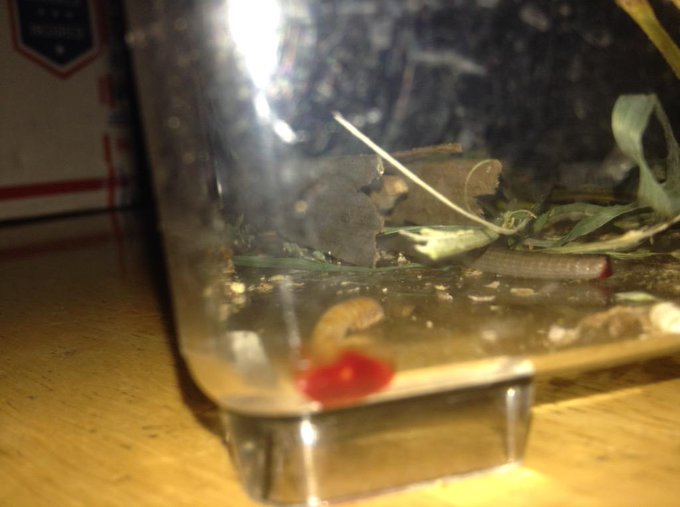And what do you know, my lizard bites off (and chews up and swallows) his/her own tail!!!! What the heck<a href="/tag/bedtime"class="tags"><span>#bedtime</span></a><a href="/tag/lovesick"class="tags"><span>#lovesick</span></a><a href="/tag/flervinmeetsgervin"class="tags"><span>#flervinmeetsgervin</span></a><a href="/tag/watch"class="tags"><span>#watch</span></a>