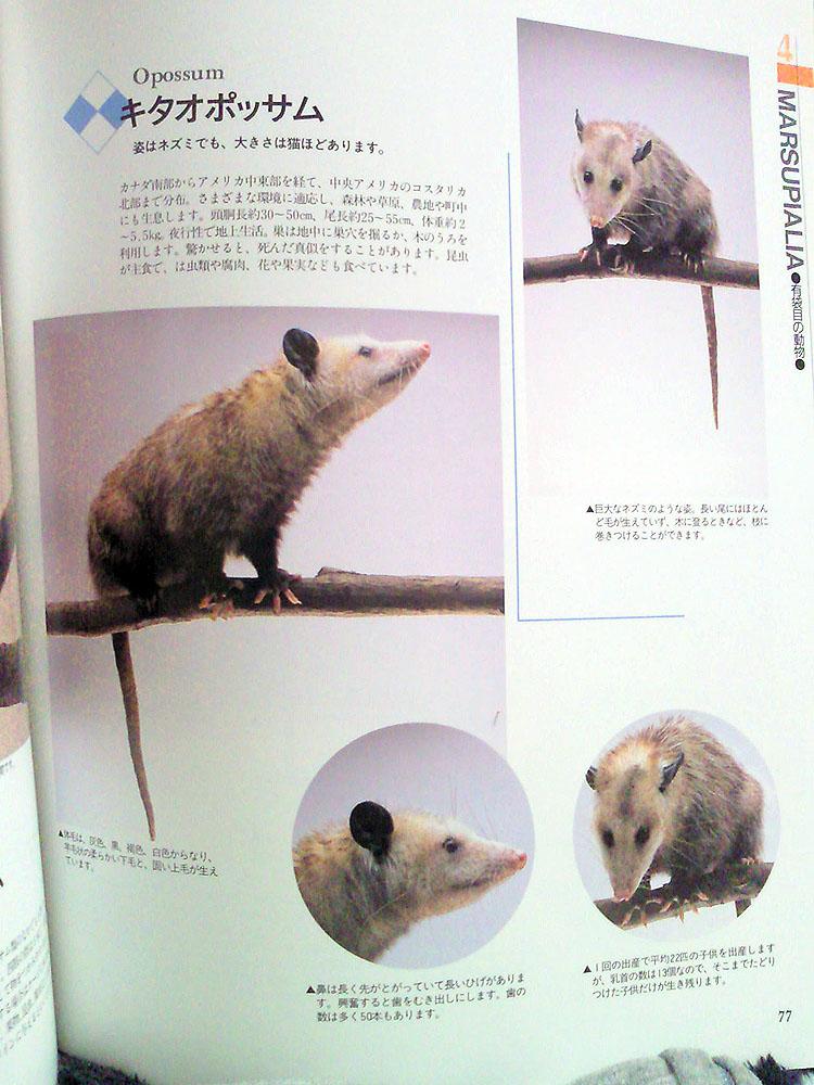 キタオポッサムの毛皮　１点もの zetamatta 97年版の小動物の飼い方カラー図鑑には、オポッサム、マウス