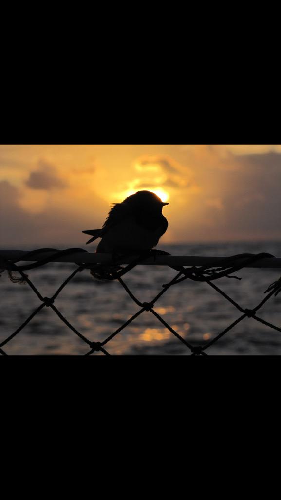Mahooodlum's tweet photo. #tbt #BelovedStranger⛵️🐦 http://t.co/6ruCE5Ctb2