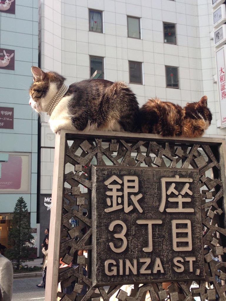 akkoa's tweet photo. お昼寝中の猫🐱 http://t.co/oo7nOv2ENi
