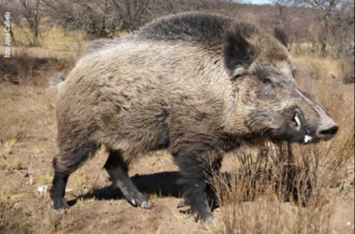 Buenos y soleados días , por fin finde  , a disfrutarlo compañer@s #Naturaleza #campo#caza. Un saludo cazadores