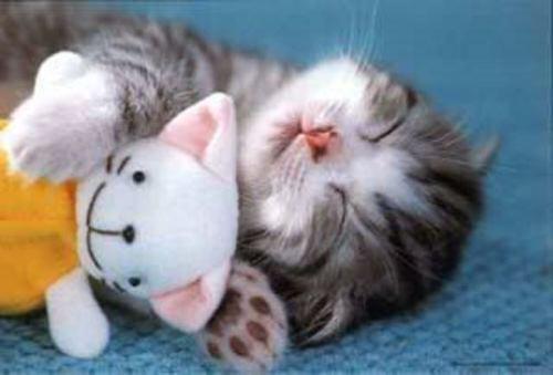 BakedByTheSea's tweet photo. It's the weekend - can't quite get up! #Weekend #saturday http://t.co/F0ZQYa54Sm