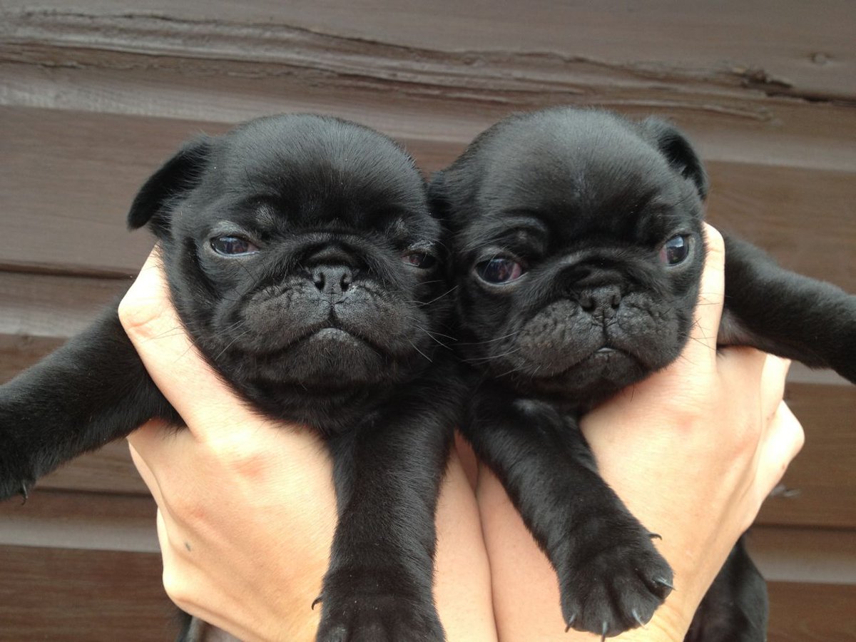 9GAGCute's tweet photo. Who is darker? #9gagcutedog http://t.co/tUpgKP98CS