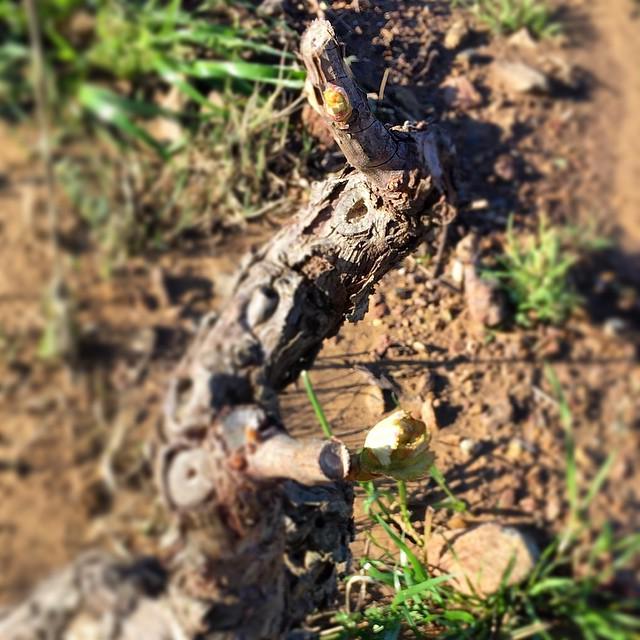 frout's tweet image. Bonjour toi !  #veranu #printemps #spring #bourgeons #vigne #patrimonio #barbaggio #vin #d… ift.tt/1G1ocHJ