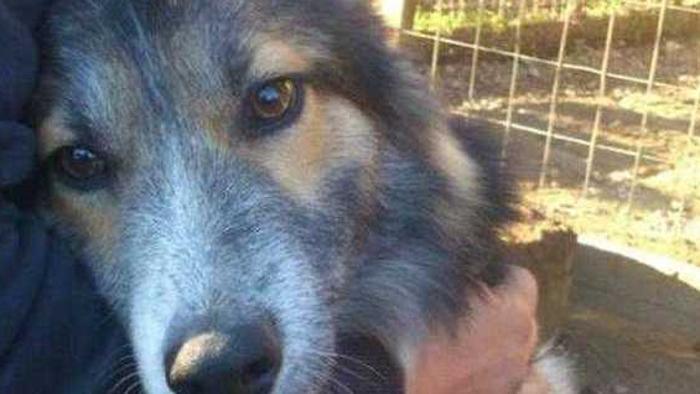 Roma, cane abbandonato rincorre il bus dove è salito il proprietario <a href="/la_stampa/">La Stampa Business Naming Expert</a> goo.gl/L9ectR