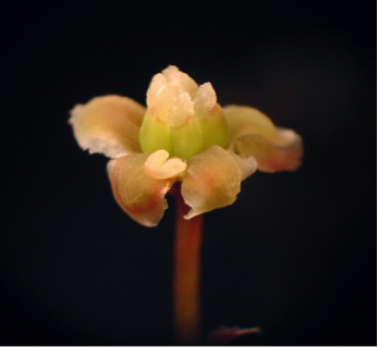 nygenome's tweet photo. On this #SequenceSaturday weโre taking a look at the DNA sequence of the Amborella flower! http://t.co/WOznRgLbgY http://t.co/zXYpHFei5e