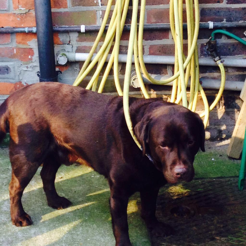 murphychocpup's tweet photo. I seemed to have got a bit caught up #lackingintelligence http://t.co/SEewU4xixE