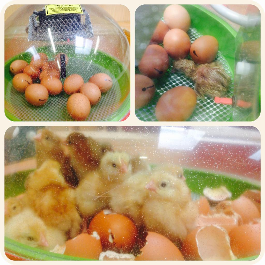 Just a normal day at work ... 🐥🐣 #chirpchirp