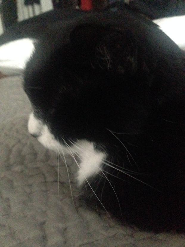 greeboblackcat's tweet photo. Happy #caturday comrades! #wlf http://t.co/m8Vgn6Ai2N