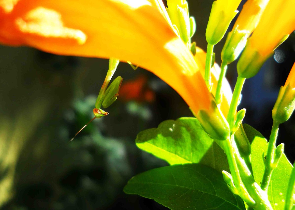 agents_sa's tweet image. People need our Mother Earth to nurture us and teach us and we need to love and nurture her too.  #climatechange