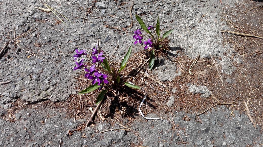 monocorn2's tweet photo. Violets between asphalt cracks http://t.co/Jls0VgdGf6