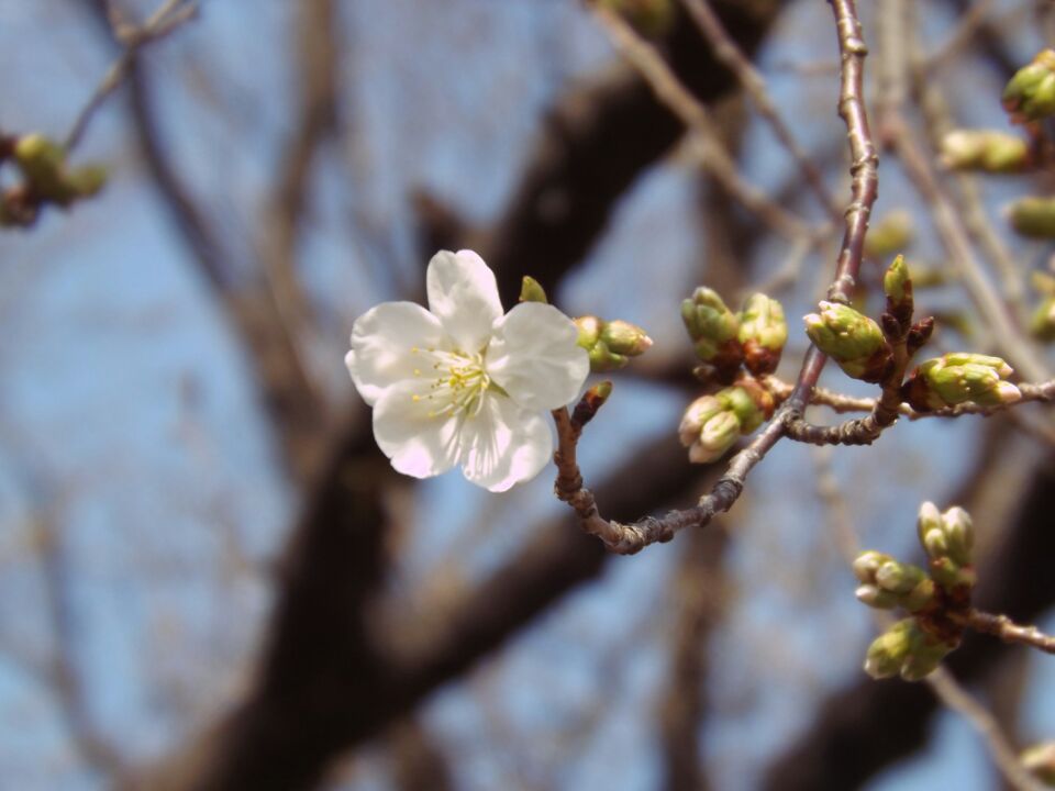 devikhwang's tweet image. 気温が急激に上がり、やっと桜の花が咲き始めた。週末の神楽坂は、人並みでどこでも混んでるな♪