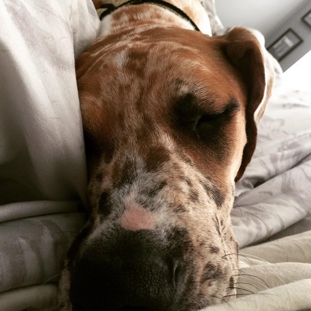 TattooedBacon's tweet image. Good morning.  #greatdaneproblems