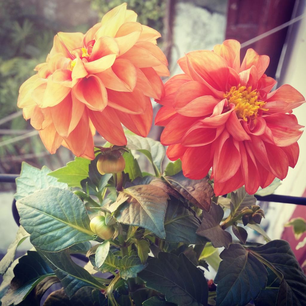 LetiziaVallini's tweet image. #orange #secondchakra #aboutlove #veronainfiore #ricominciodame #mimeritotutto #nearlove #approachlove #SupportMe