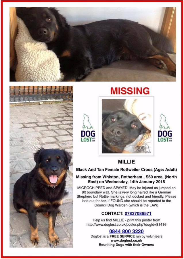 Feyre_Jane's tweet image. No matter the #weather we are #murphysarmy Join our #dog walk at 1pm today!  #rotherhamiswonderful #getmilliehome