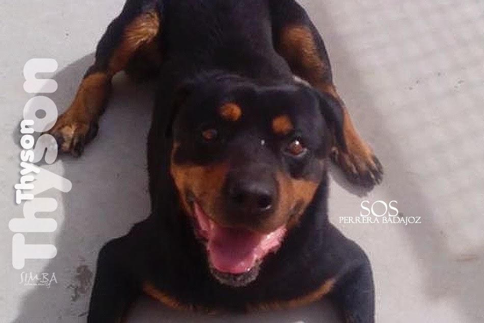 sosperrosbdjz's tweet photo. 🐶 Thyson ℹhttp://t.co/Xh3lXC4KBX
🆘 Sacrificio 31 de marzo. Urge #acogida #adopción
📧 sosperrerabadajoz@gmail.com http://t.co/34DS3beBNj