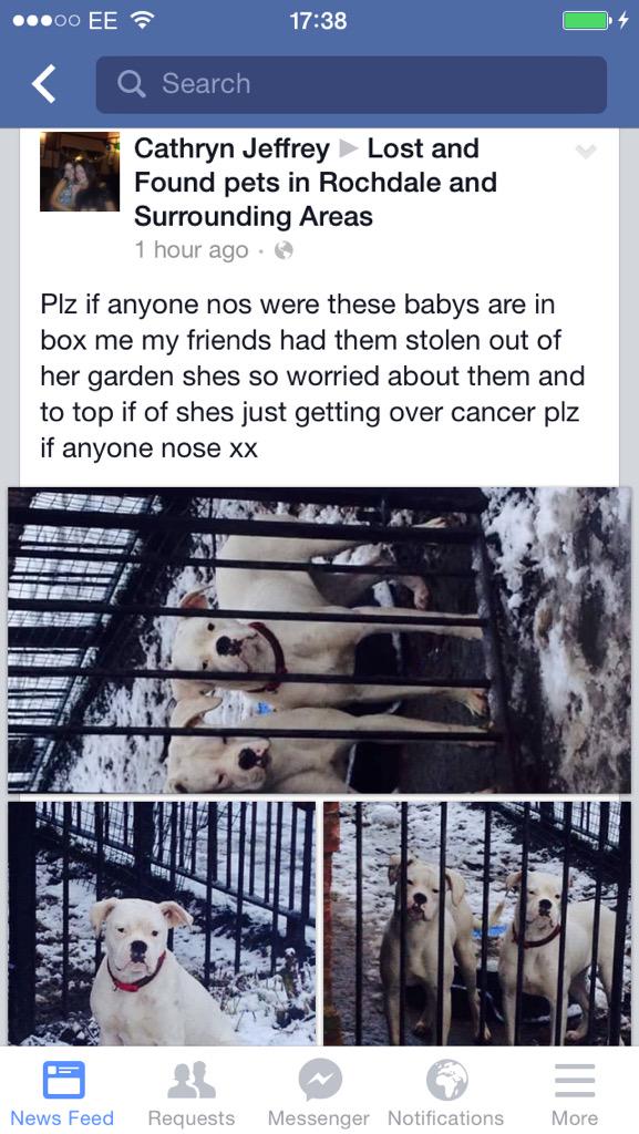 pigdog57's tweet image. @DOGSMISSING