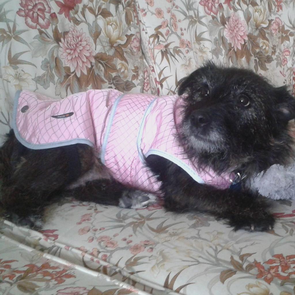jennyflower91's tweet photo. #newcoat #prettyinpink #cairnterrier #cairnterriersoftwitter http://t.co/lCCPHxibpf