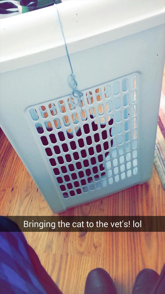 Sierra_Jewett's tweet photo. Taking the cat to the vet's! ! Lol #Veterans #laundrybucket http://t.co/scO1aZAAZJ