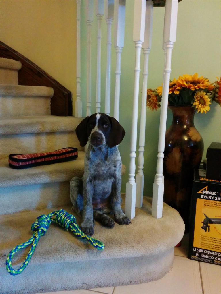 BGendelman's tweet photo. Welcome home Sunny! http://t.co/rdRuGEe2TP