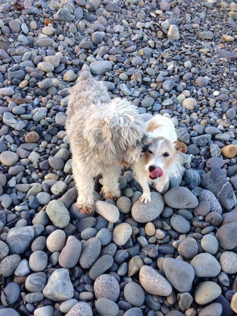 a_r_gibson's tweet image. Dogs on the beach. #PlayingTheSystem #Cute #CuteThingsAreAgreeable #DogMeat #Scrofula #NuclearApocalypse #EndOfDays