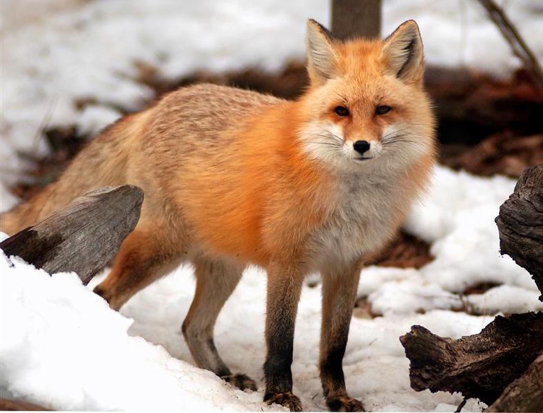 devinnmariee's tweet image. I want a pet fox so badly like shit they&apos;re amazing