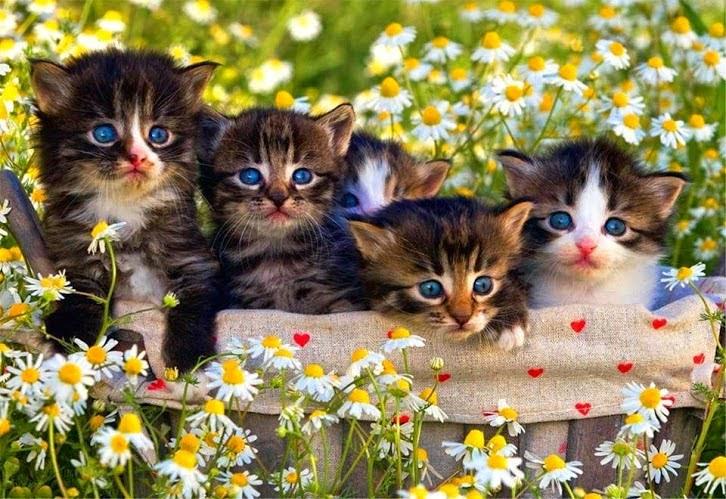 Elverojaguar's tweet photo. 🐾🐾🐾🐾🐾 http://t.co/vNvAMxbFpi