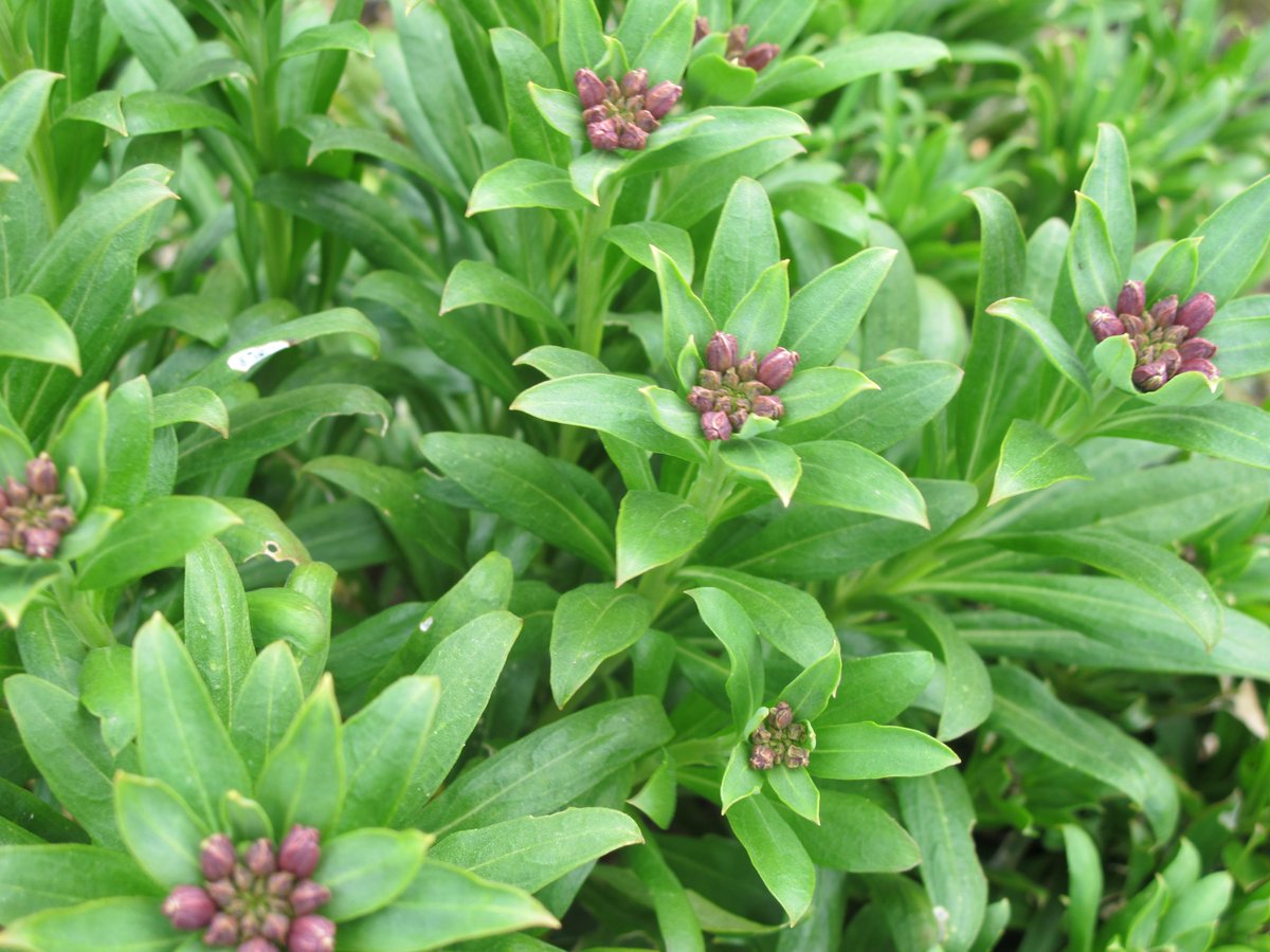gillyflorist's tweet photo. Wallflowers ready to pop. Just need tulips to hurry up now please, can't live on wallflowers alone! #organicflorist http://t.co/YTXMBGsf3E
