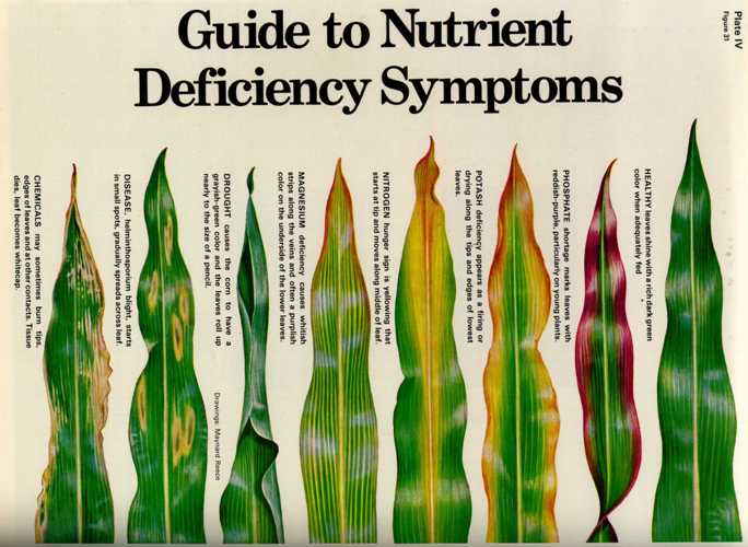 Good Crop Planning Tips AgPhD Video
Importance of Magnesium for Healthy Crops.
Watch Here
Farms.com/expertscomment…