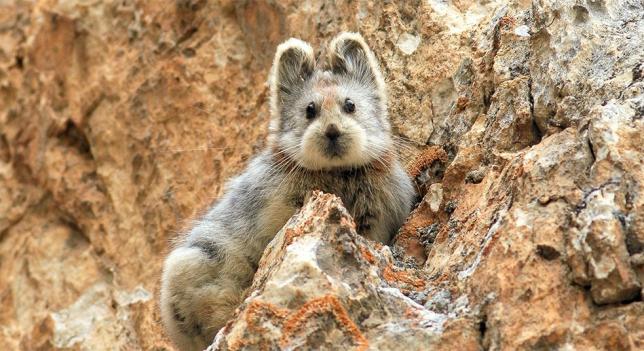 A3Noticias's tweet photo. Captan a un pequeño Pika Ili, un mamífero del que no había registros desde hace 20 años http://t.co/bviAkZoUQZ http://t.co/ZTLrfLsIjO