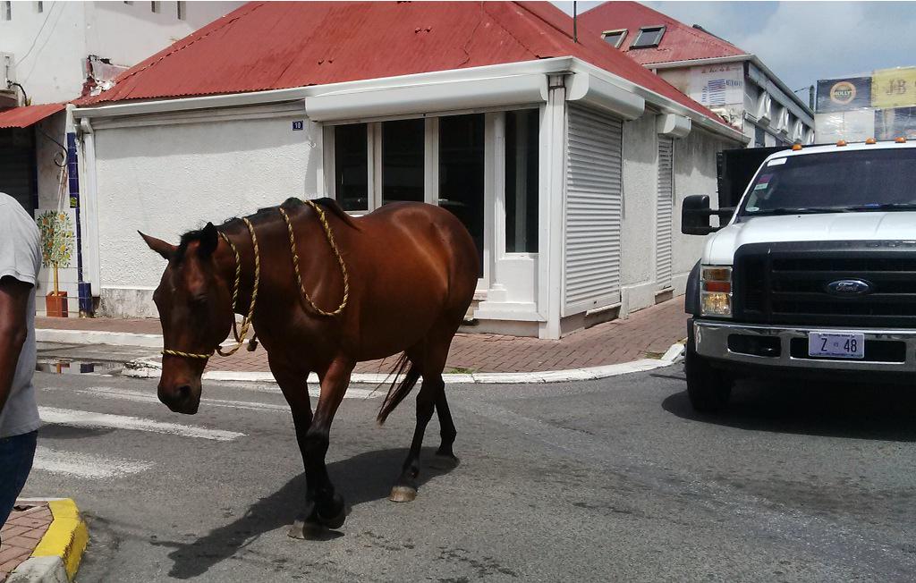 ShadyBrothers's tweet photo. Just saw a horse walking through town, haha... #random #OnlyInSXM http://t.co/WckX3LTi0T