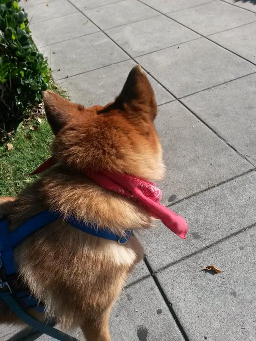 Camera shy pups. So good to have her back. http://t.co/LjordrLkUT<a href="/tag/mvsales"class="tags"><span>#mvsales</span></a>