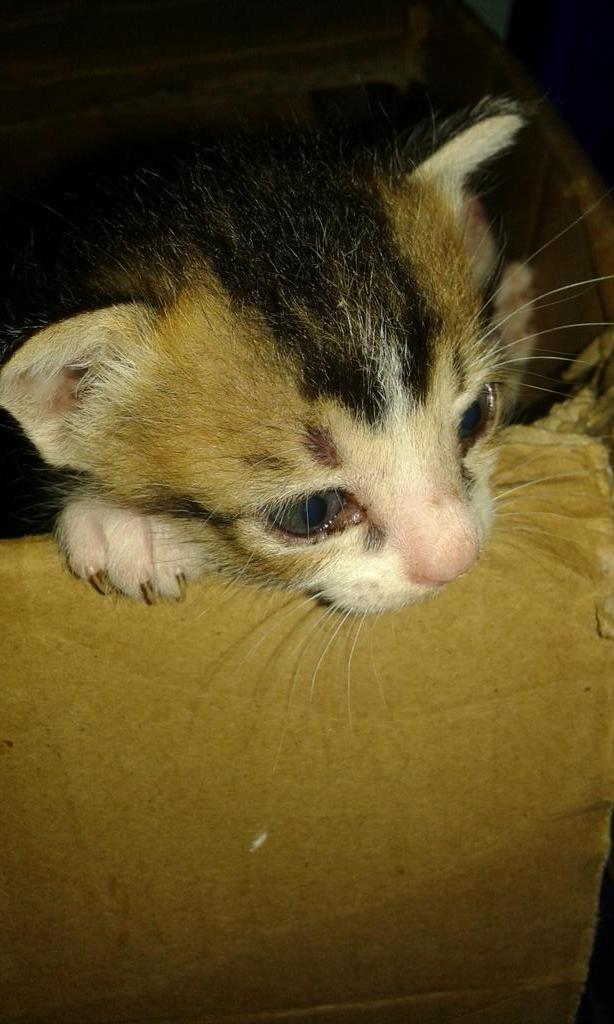 Dia berusaha kabur dari kandangnya.