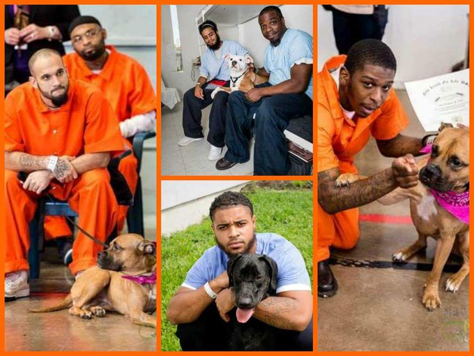 "@AmyRoseKathryn: New program gives inmates chance to train and save shelter dogs http://t.co/mWsVF47Eum<a class="tags" target="_blank" title="On Twitter" href="/?out=eyJ0eXAiOiJKV1QiLCJhbGciOiJIUzUxMiJ9.eyJpYXQiOjE3MjE1OTIxNzIsImlzcyI6InR3cG9ybnN0YXJzLmNvbSIsIm5iZiI6MTcyMTU5MjE3MiwiZXhwIjoxNzUzMTI4MTcyLCJyZWRpcmVjdF91cmwiOiJodHRwczovL3R3aXR0ZXIuY29tL0FteVJvc2VLYXRocnluIn0.J0-9Gwh2Rf78DP3YFCxGxE4aYOlKa8YkoHpr5rqyoadEUMF6RmX7Y3p4Z90HPC1-wRQHp0x3C3BHiaQ_ixwXWA">@AmyRoseKathryn</a><a href="/tag/sloths"class="tags"><span>#sloths</span></a>