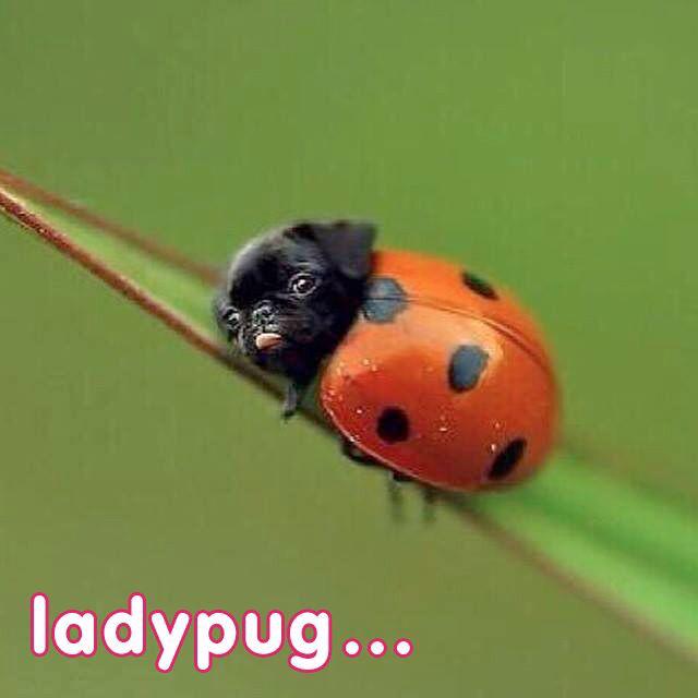 Marlee_The_Pit's tweet photo. #ladypug #AdoptDontBuy #HelpMarleeRunAgain #dogsoftwitter #RescueDogs http://t.co/tntslZGArg