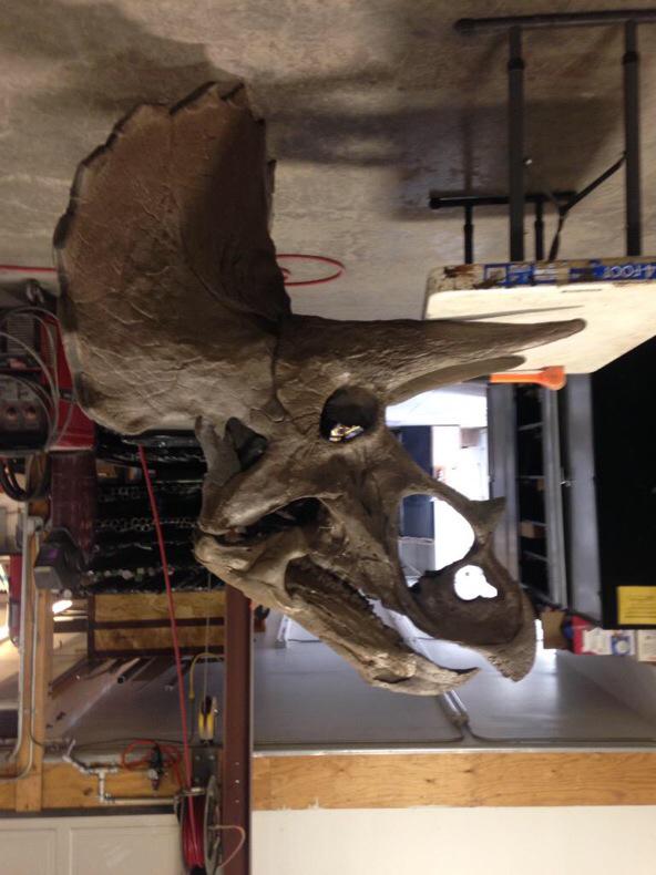 The assembled Sub-adult Triceratops skull simulating the position for hanging on the wall.