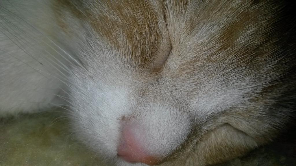 PilukiEF's tweet photo. Echando de menos al mi pequeñaja... http://t.co/H0Hjz81Qdq