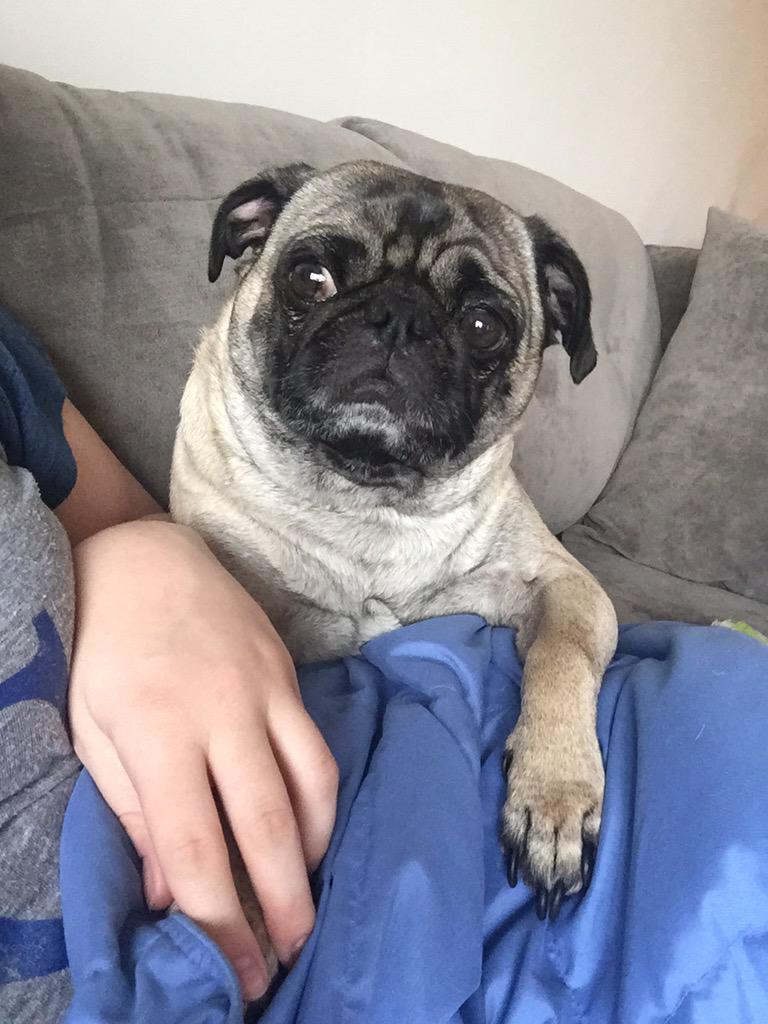 OttoTheGreatPug's tweet photo. Don't touch me, human. Hand holding is for sissies. #puglife #bae #baeiscray #pawsoff http://t.co/VZ6wZZz670