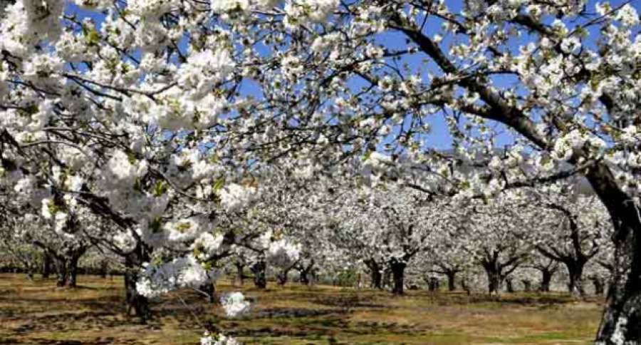 antena3com's tweet photo. Ya puedes disfrutar de uno de los espectáculos de la primavera: los cerezos del Jerte. VÍDEO:
http://t.co/wS4drS3Ojt http://t.co/W9YPPALnP0