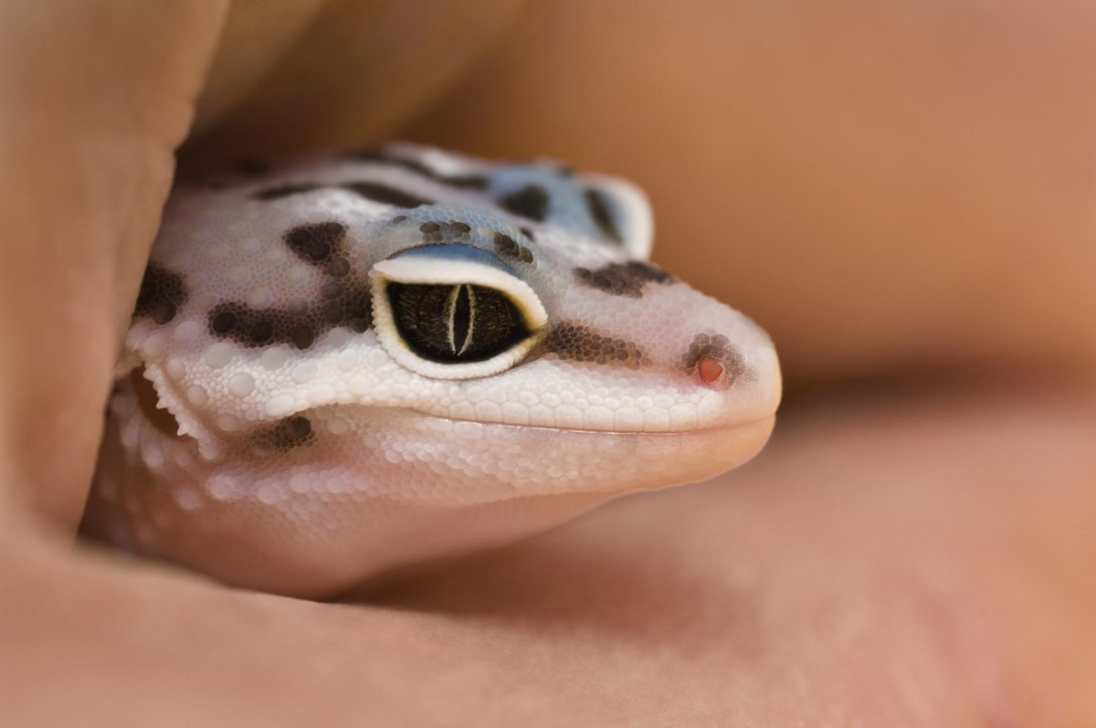 leopard gecko cost petco