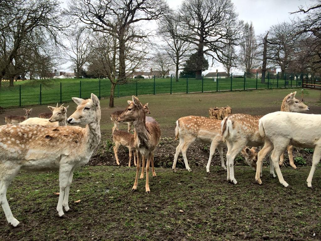 MWAnimalPark's tweet photo. The animals are excited to see you all tomorrow at the egg hunt! Drop in from 12-4pm! https://t.co/A4Li5CGHTW http://t.co/hGD8uqAgTC