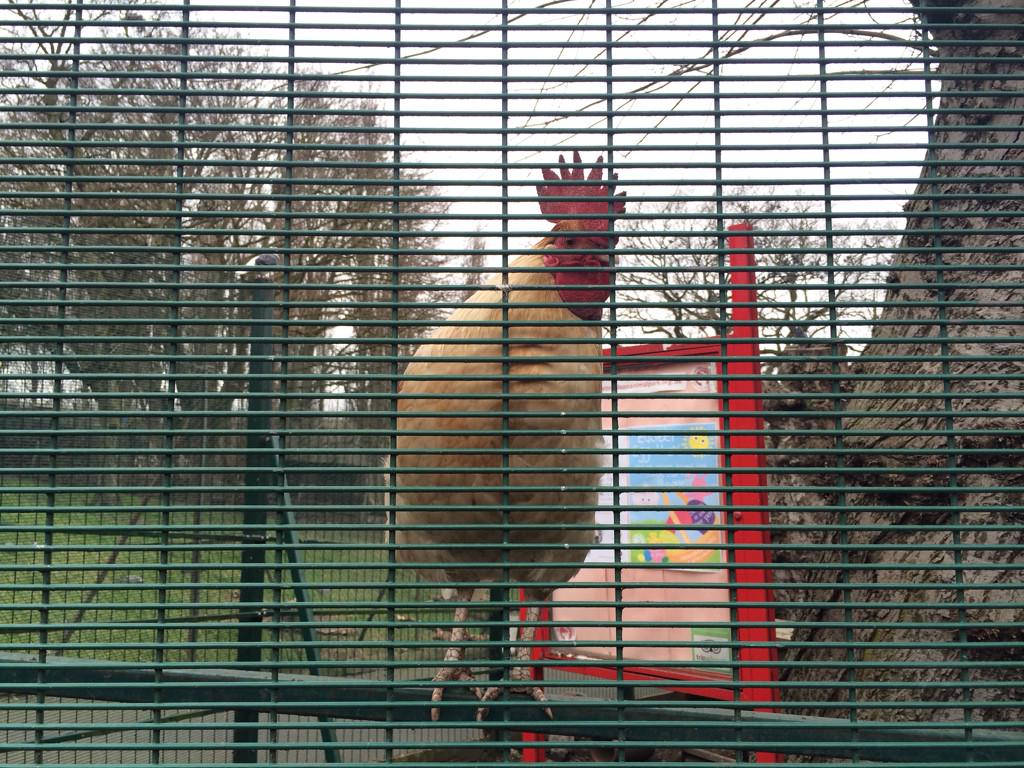 MWAnimalPark's tweet photo. The animals are excited to see you all tomorrow at the egg hunt! Drop in from 12-4pm! https://t.co/A4Li5CGHTW http://t.co/hGD8uqAgTC