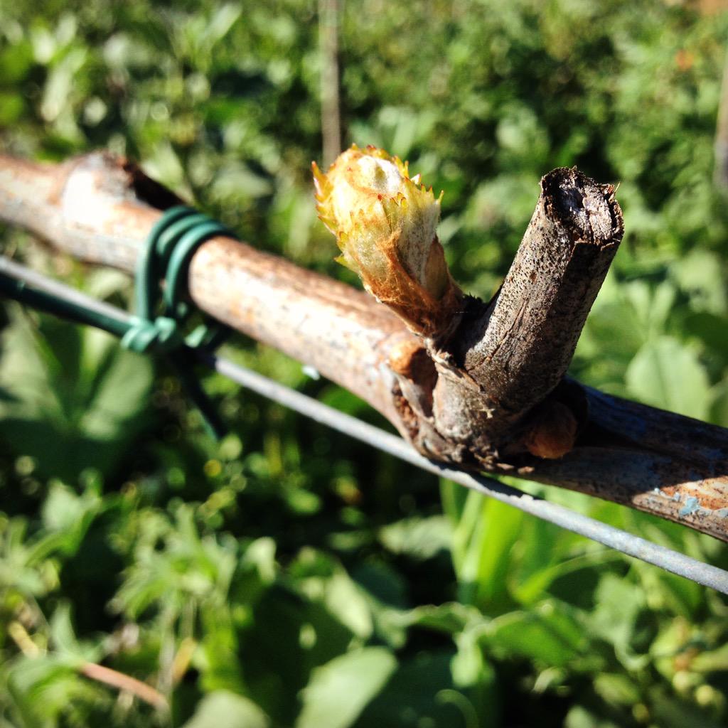 wine_new tweet picture