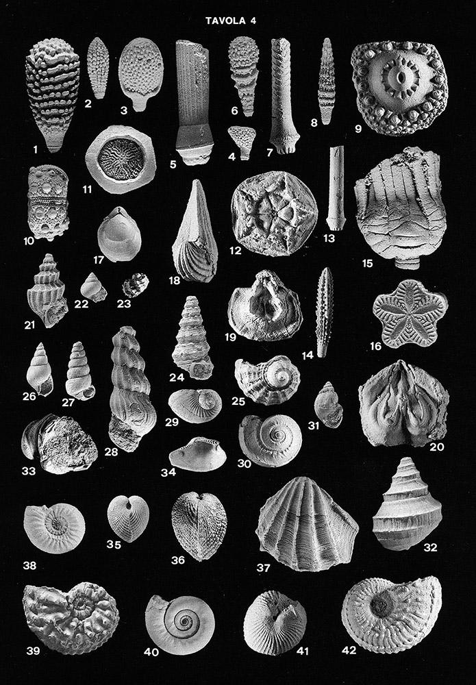 MQUADRORegole's tweet photo. #RinaldoZardini ’s illustrated volume of fossils from Trias #favMW Real ones are still at #museiregole #mquadro http://t.co/MuKLEAVSwZ