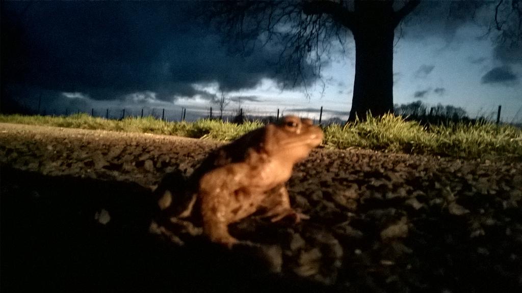 NTCroome's tweet photo. Look who I've just found crossing the road at Croome! He's now safely across...looking out for more... http://t.co/t6Uq1I4yTm